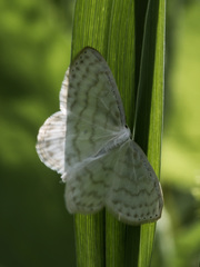 Scopula nemoraria