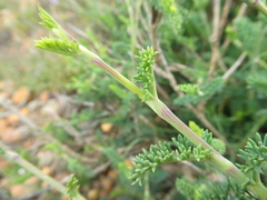 Notobubon striatum