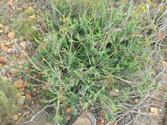 Notobubon striatum