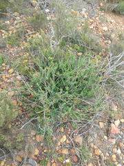 Notobubon striatum