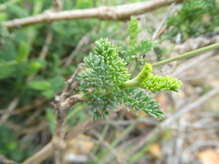 Notobubon striatum