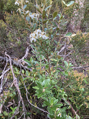 Olearia persoonioides