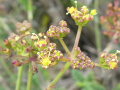 Notobubon striatum