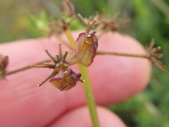 Notobubon striatum