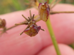 Notobubon striatum