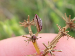 Notobubon striatum