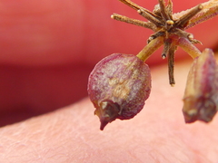 Notobubon striatum