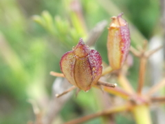 Notobubon striatum