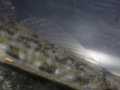 Acentrogobius