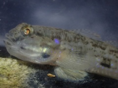 Acentrogobius