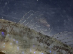 Acentrogobius