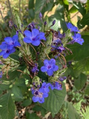 Eranthemum