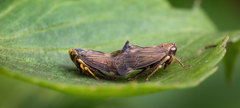 Neotartessus flavipes
