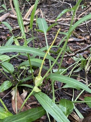 Typhonium flagelliforme