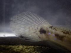 Acentrogobius