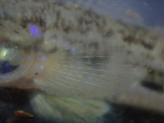 Acentrogobius