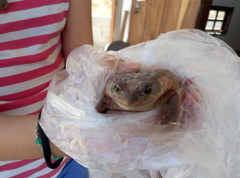 Rhinella rubescens