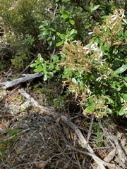 Olearia persoonioides
