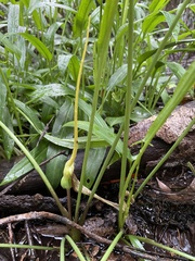 Typhonium flagelliforme