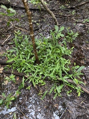 Typhonium flagelliforme