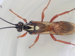 Degithina