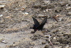 Papilio bianor