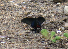 Papilio bianor