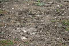 Papilio bianor