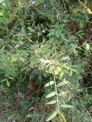 Mimosa dysocarpa
