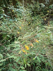 Mimosa dysocarpa