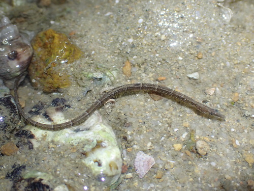 Blue spotted pipefish (Hippichthys cyanospilos) — Syngnathidae — 5