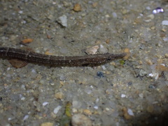 Hippichthys cyanospilos