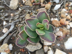 Adromischus caryophyllaceus