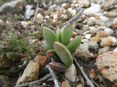 Adromischus caryophyllaceus