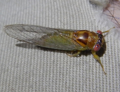 Palapsalta ligneocauda