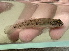 Favonigobius exquisitus