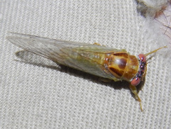 Palapsalta ligneocauda