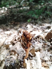 Monotropa hypopitys hypophegea