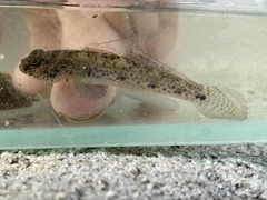 Favonigobius exquisitus