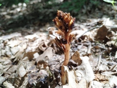 Monotropa hypopitys hypophegea