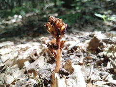 Monotropa hypopitys hypophegea