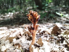 Monotropa hypopitys hypophegea