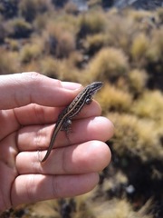 Sceloporus bicanthalis