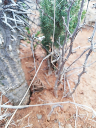 Haworthiopsis nigra