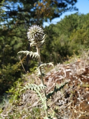 Echinops armatus