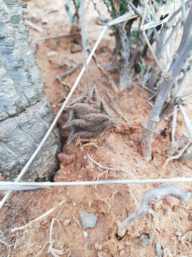 Haworthiopsis nigra