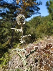Echinops armatus