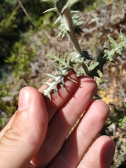 Echinops armatus
