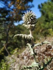 Echinops armatus