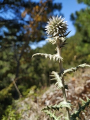 Echinops armatus